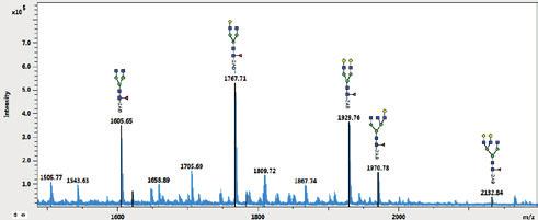 The autoflex max MALDI-TOF system enables Rapid profiling of released N-glycans for antibody clone selection Rapid identity testing of