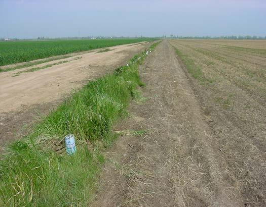 Figure 6. The site in June, three years later. Bare spots in the buffer are still being mulched with straw. Figure 7.