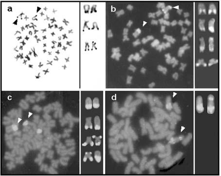 nors as markers of chromosomal polymorphism 197 Fig. 1 Somatic metaphases of A. affinis after staining by silver nitrate (a), CMA 3 (b), FISH with 18S rdna (c) and 5S rdna (d) probes.