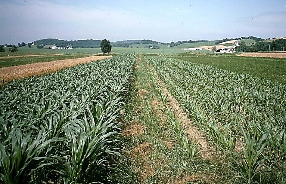 Organic Corn - 1995 Drought Better infiltration, retention, and delivery to