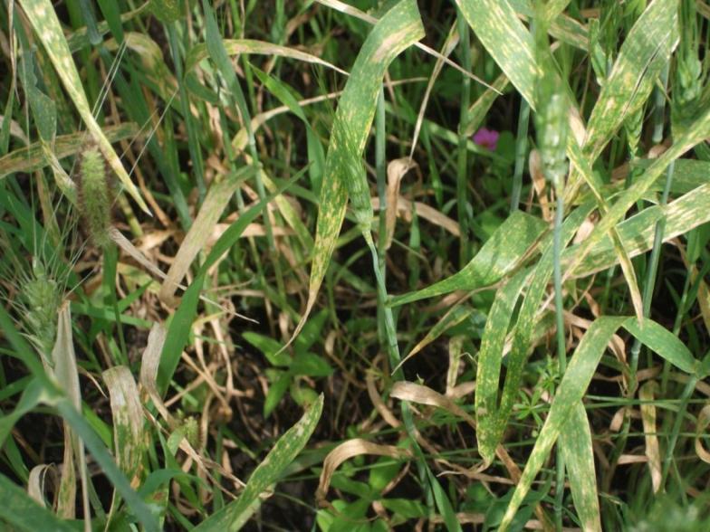 Wheat infested with stripe rust