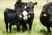 GREAT time to own cows, IF you have a competitive cost structure