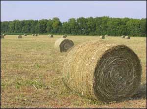 Non-alfalfa hay price: June 2012 June