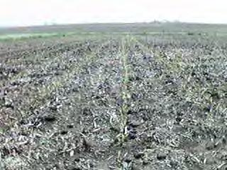 Emerging crop Corn at 32000 population