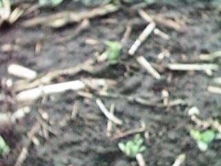 Soybeans Notil in corn stubble