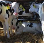 To keep the paperwork to a minimum we have set some basic KPI s and the data required to allow us to provide you with useful information about your calf rearing business.