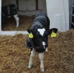 We are looking for five key indicators of calf health: 1.