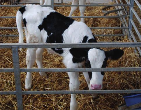 Handy hints Birth and weaning weights can easily be done as you feed colostrum and wean calves, or at the end of your routine visit with your vet.