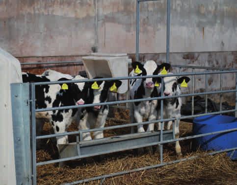 Total protein bloods can be done whenever the vet is on farm for another job and only takes a minute or two.