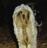 associated with scour, it is arguably one of, if not the, biggest contributor to financial and productive loss in young calves so minimising the incidence of scour is essential.