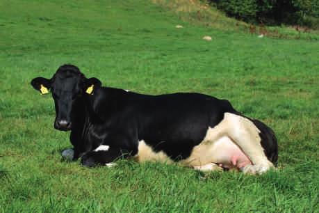 Top Ten Tips Top ten tips for successful calf rearing 1.