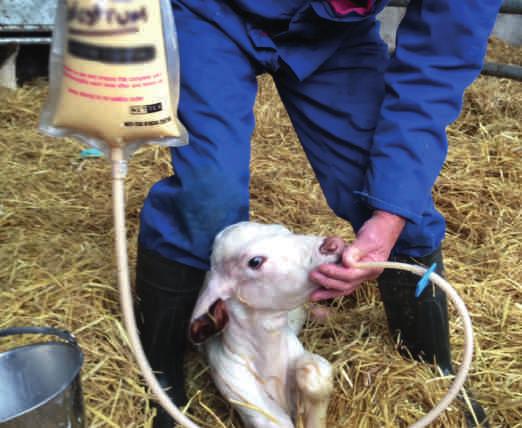 3. Quickly Ideally, colostrum should be fed as soon as possible after birth, and within six hours at the latest.