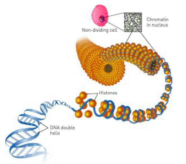 DNA, genes and chromosomes CHAPTER 13 DNA THE CODE FOR LIFE - DNA is short for deoxyribonucleic acid found in cells of organisms. The DNA is embedded within the nucleus of a cell.