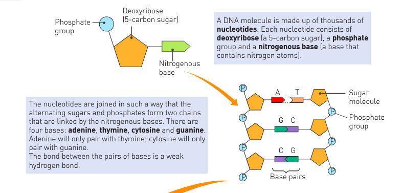 - The order in which the bases pair up is what determines the genetic code.
