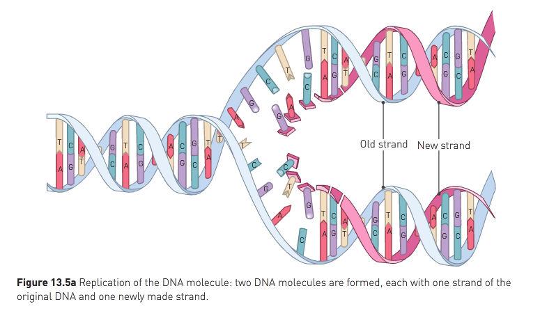 Role of DNA in the Cell - The gentic code in DNA provides the instructions for protein synthesis. - These proteins that have been produced are used for various functoning of the cell.