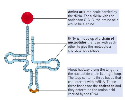 - RNA has uracil (U) base than thymine. Adenine combines with uracil.