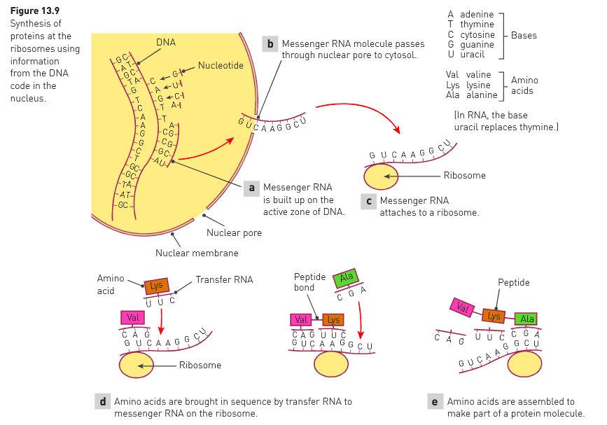 - The ribosome moves along the mrna 3 bases at a time. It pulls the mrna like a ribbon and reading the bases. - Each group of the 3 bases is a code for a particular amino acid called codon.