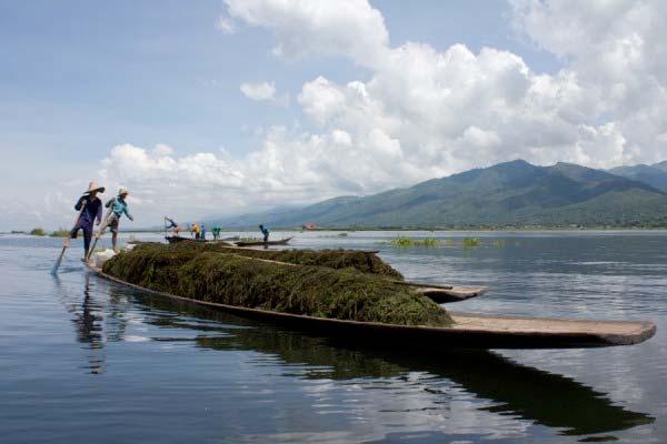 Changes of Lake Inle 1935-2000: the net open water area of Inle Lake decreased from 69 to 47 km2 (~ 32%) Ongoing agricultural practices within the wetlands and margins of the lake are the main