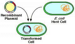 3 Ways to Genetic Recombination in Bacteria