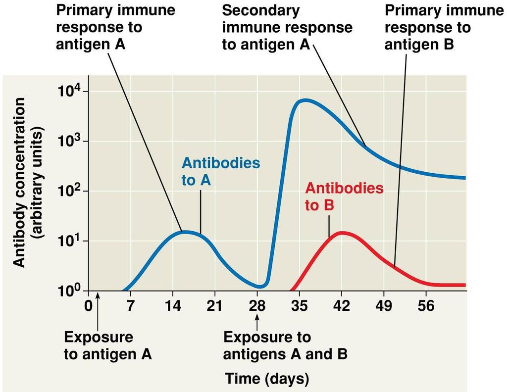 The peak response to antigen A takes about two weeks, because it was the first exposure; however, the response to the second exposure if rapid and stronger because the