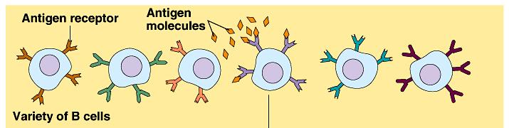 1. An antigen binds with the corresponding receptor