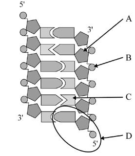 (2007:1) *Note L3 AS90715 The following diagram shows part of a DNA molecule. Identify the structures labelled A, B, C and D in the diagram. DNA is able to make copies of itself.