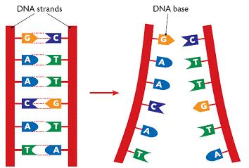 DNA Replication The double helix structure explains how DNA replication can occur.
