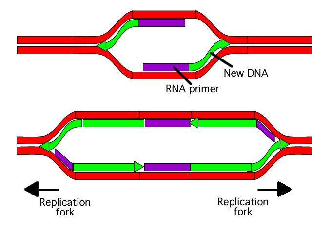 DNA Replication: Prokaryotes In prokaryotes, DNA replication starts at one point on