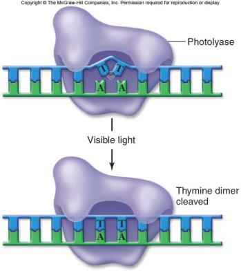 polymerase replaces damaged stretches of DN then DN ligase joins the segements Fig. 4.25-2 Figure 6.