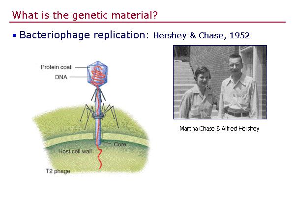 DNA - Hershey-Chase Experiment Martha Chase and Alfred Hershey discovered that DNA stores and transmits genetic information