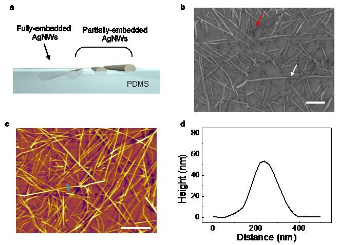 Fig. S3 Partially or near-fully embedded silver nanowires in PDMS.