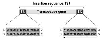 Sources of genetic variation: DNA rearrangements Insertion sequence (IS) elements: Sources of