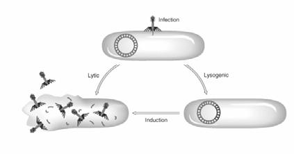 There are two types of transduction: generalized transduction: A DNA fragment is transferred from one bacterium to another by a lytic bacteriophage that is now