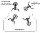 Transmission of genetic variation: generalized transduction Transmission of genetic variation: specialized transduction 4. The bacteriophages are released. 3.