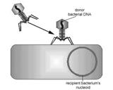 nucleoid. 5. The bacteriophage carrying the donor bacterium's DNA adsorbs to a recipient bacterium 4.