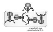 The donor bacterium's DNA is exchanged for some of the recipient's DNA. 6. The bacteriophage genome carrying the donor bacterial DNA inserts into the recipient bacterium's nucleoid. http://www.cat.cc.