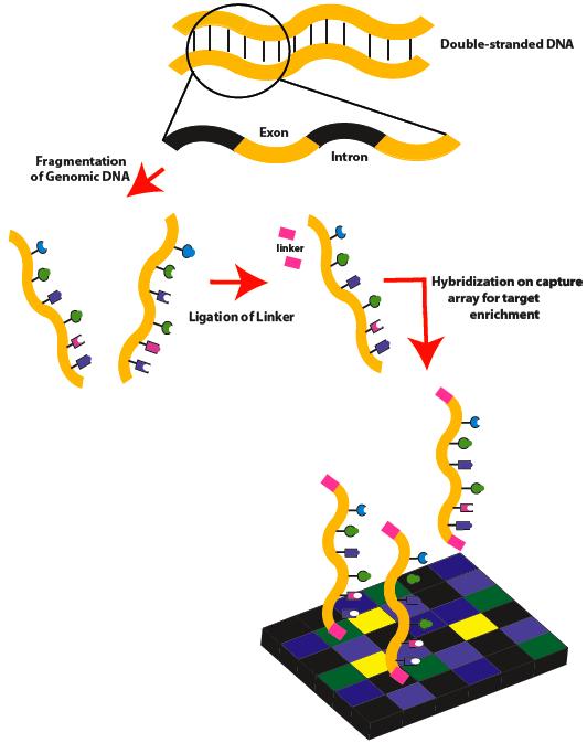Exome Sequencing The goal of this approach is to identify genetic variants that alter