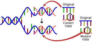 Origins of Genetic Variation Genetic Variation is the difference in DNA sequences between individuals. Mutations and recombination are major sources of variation.