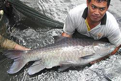 Aquatic Animal Health Reduce the risk of aquatic animal disease impacting on livelihoods, trade, environment & human