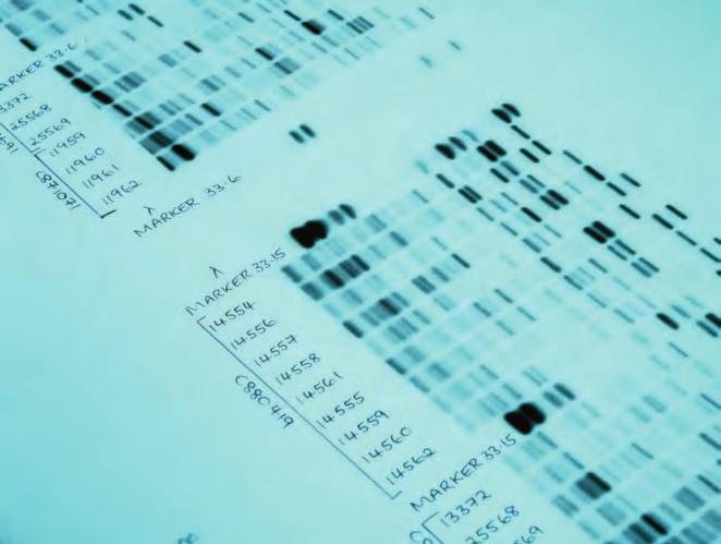 Restriction Fragments In the case of some DNA profiles, after the DNA is extracted, the sample is mixed with a restriction enzyme to cut the long strands of DNA into smaller pieces called DNA