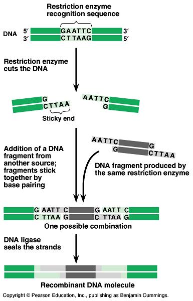 Recombinant DNA Contains genes from 2 different sources Made with restriction enzymes Enzymes made by bacteria that cut DNA at specific locations (why?