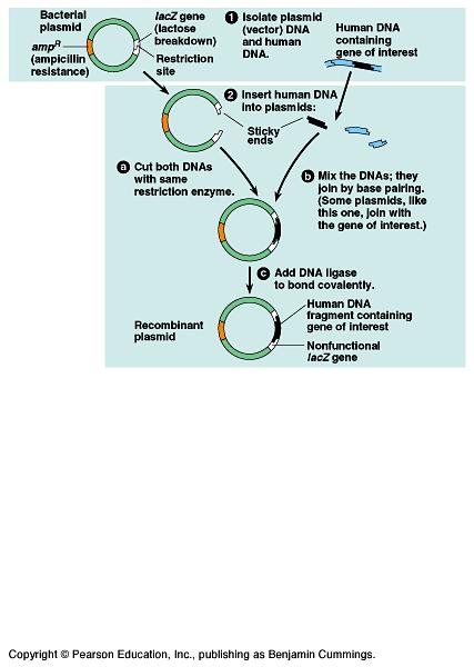 Cloning a Human Gene using a bacterial plasmid 5 Steps: 1.