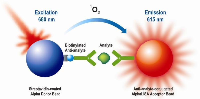 3 Analyte of Interest Histone H4 Description of the AlphaLISA Assay AlphaLISA technology allows the detection of molecules of interest in buffer, cell culture media, serum and plasma in a highly