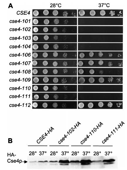 Histone-Histone Interactions and Centromere Function LYNN GLOWCZEWSKI, PEIRONG YANG, TATYANA KALASHNIKOVA, MARIA SOLEDAD SANTISTEBAN, AND M.