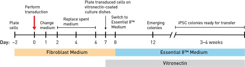 Experiment Outline (Feeder-Free) Workflow The major steps required for reprogramming human neonatal foreskin fibroblast cells using the CytoTune -ips 2.