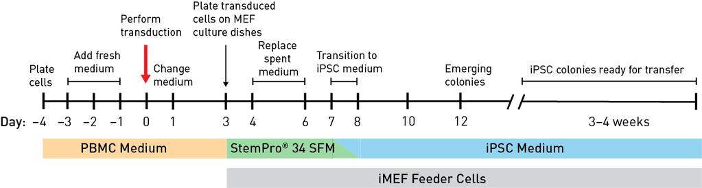 Reprogramming PBMCs Experiment Outline Workflow The major steps required for reprogramming peripheral blood mononuclear cells (PBMCs) using the CytoTune -ips 2.