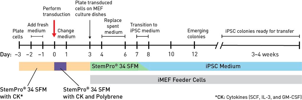 Experiment Outline Reprogramming CD34 + Cells Workflow The major steps required for reprogramming StemPro CD34 + cells using the CytoTune -ips 2.