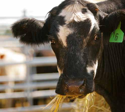 15 tips for keeping cows healthy during a drought Monitor body condition and 1supplement feed as needed to score at least moderate condition. Do you have enough hay?