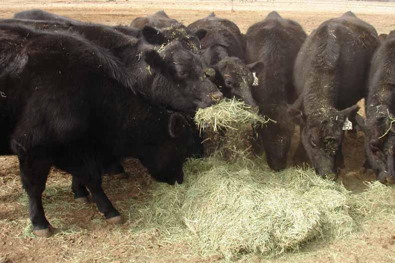 Estimating cattle rate-of-gain If your cattle aren t gaining weight, they re losing value.