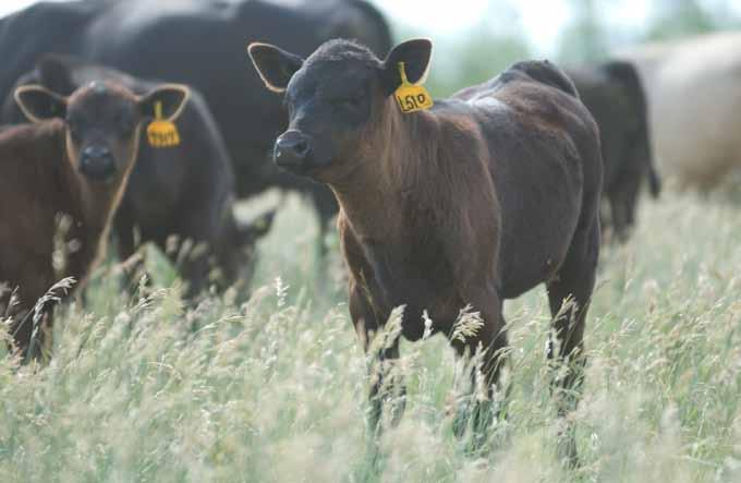 Top 4 weaning tips for fall Provided by Purina When it s time to wean calves, it s up to you to manage their diet and surroundings to ensure they grow as they should.